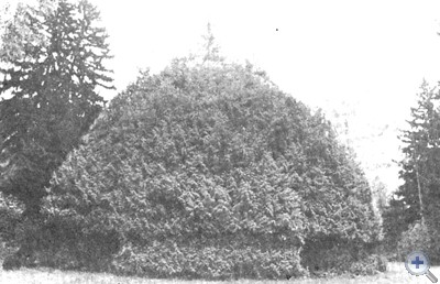 Дерево «Шапка Мономаха». Тростянецкий парк, 1981 г.
