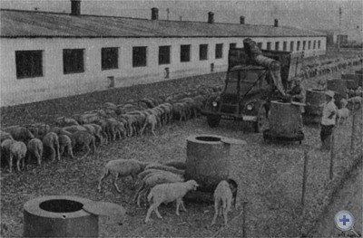 Механизированный комплекс для откорма овец в совхозе «Раздольненский». Ковыльное, 1972 г.
