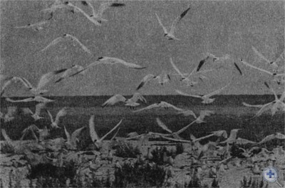 Лебяжьи острова в Каркинитском заливе. 1972 г.