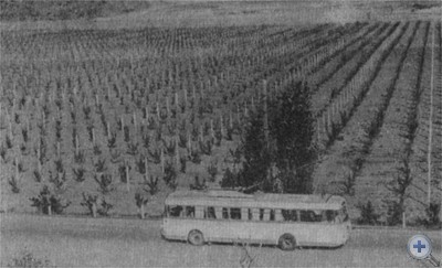 Пальметтный сад в созхозе «Перевальный». Доброе, 1967 г.