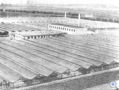 Тепличное хозяйство Славяносербской овощной фабрики. 1975 г.