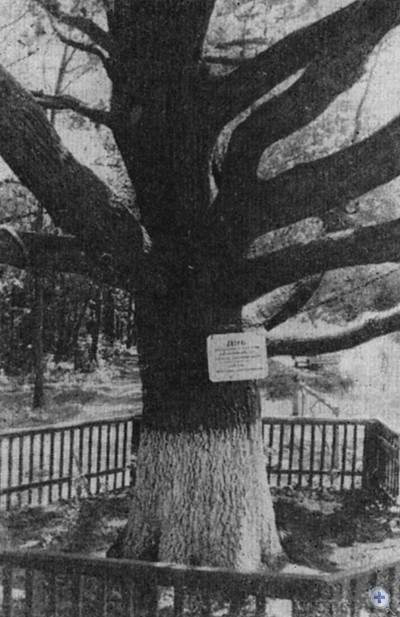 Памятник природы в Кривом Озере — 330-летний дуб. 1980 г.