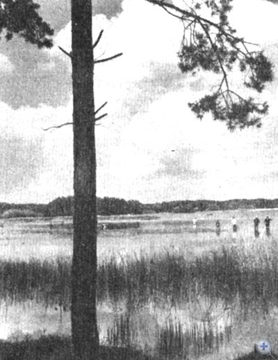 На озере в Лебедине. 1979 г.