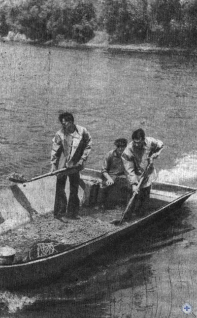 Подкормка рыбы в прудах Сумского района. 1978 г.