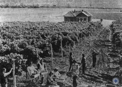 Сбор винограда на опытном участке областной опытной сельскохозяйственной станции. Великая Бакта, 1980 г.